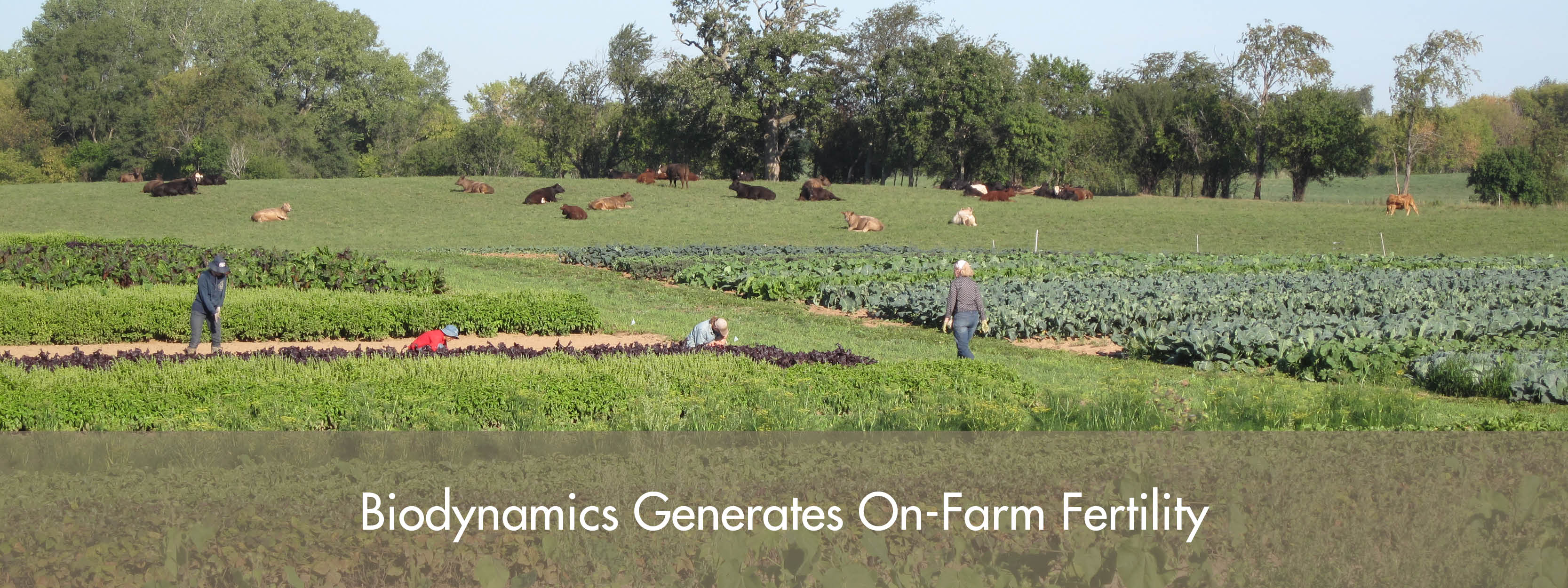 What Is Biodynamics? Biodynamic Association - 3333x1250 - jpeg Body Farms In The United States
